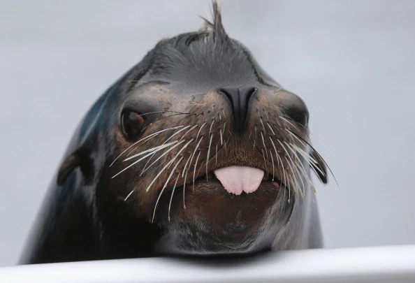 New York Aquarium Prepares To Re-Open After Hurricane Sandy