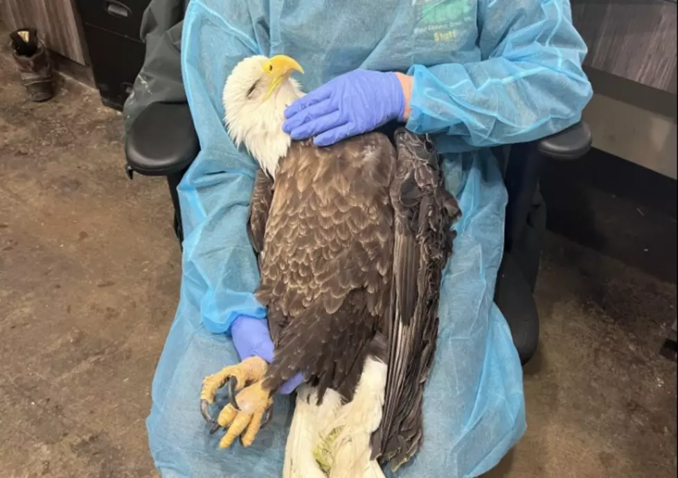 Reward Offered In Case Of Wisconsin Bald Eagle Shot Over 20 Times By Pellet Gun