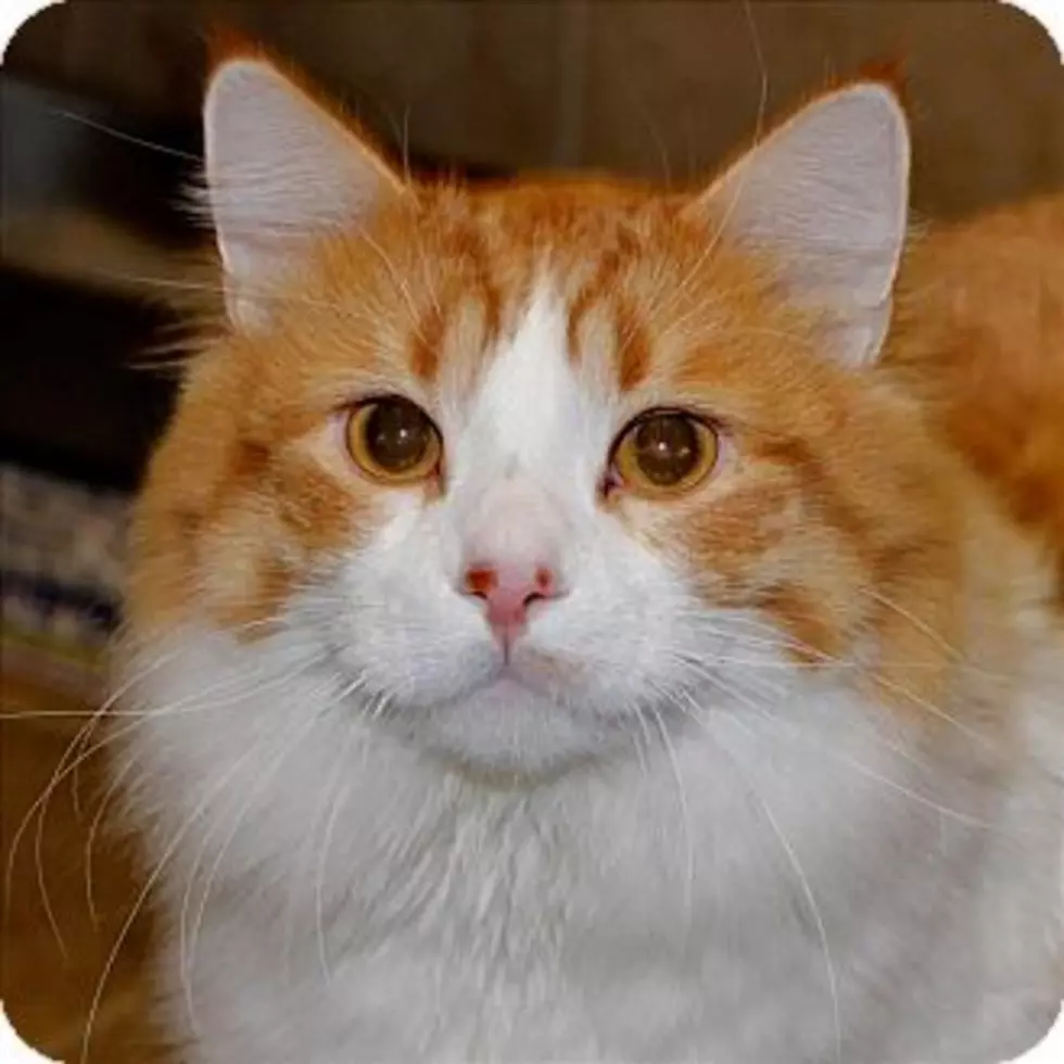 Animal Allies Pet’s of The Week Are a Bonded Pair of Cats Taz and Butterball
