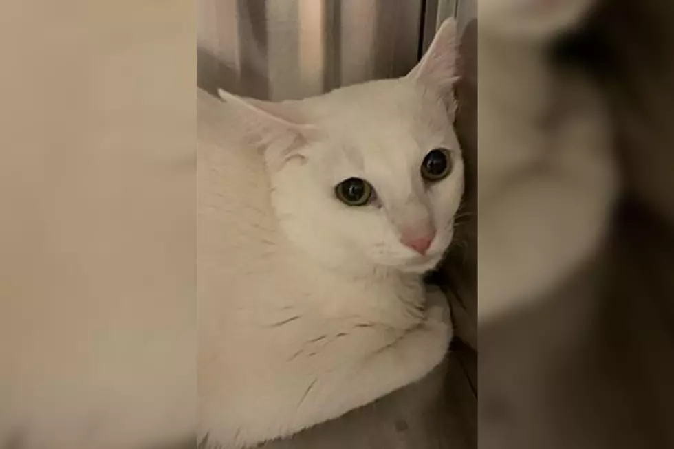 The Animal Allies Pet Of The Week Is A Cool Cat Named Casey