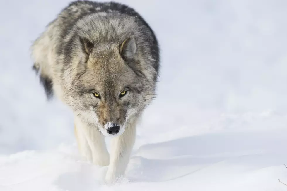 Must Watch: A Day In The Life Of A Wild Wolf In Minnesota
