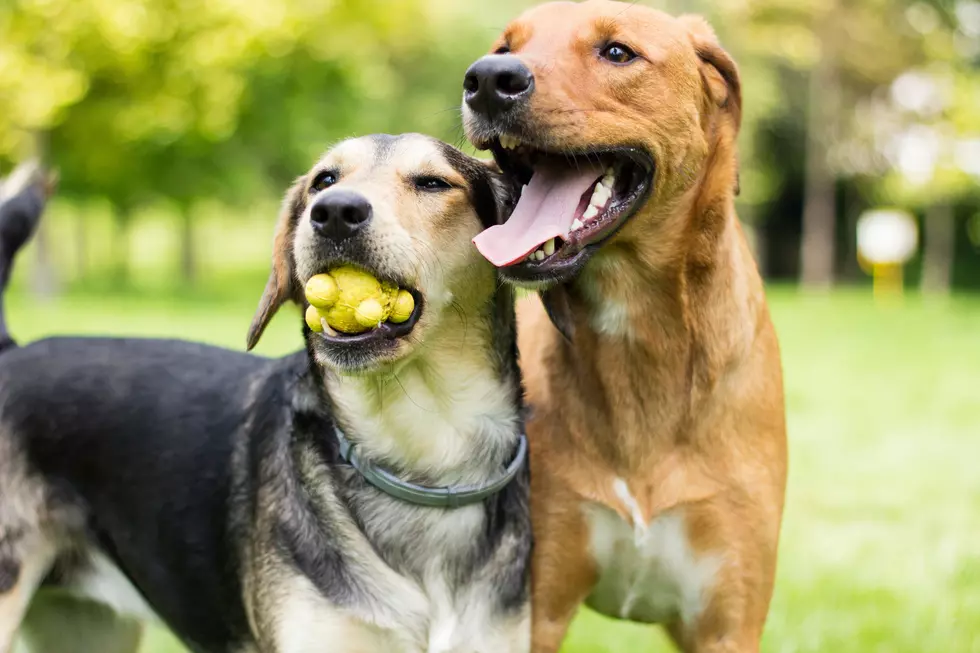 New Indoor Dog Park With Restaurant And Bar Is Now Open In Minnesota