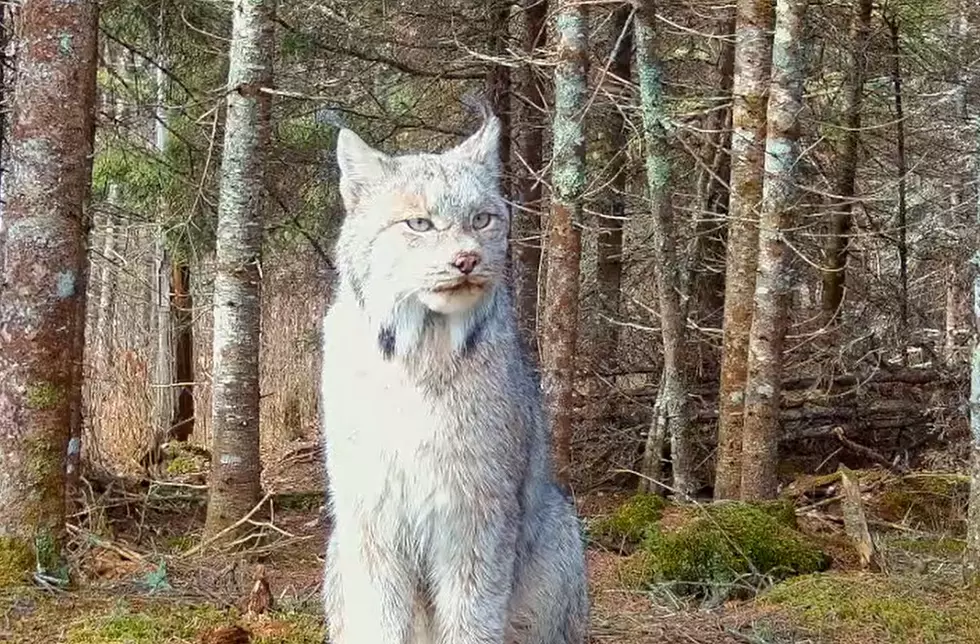 See Stunning and Rare Video Footage of Big Cat in Minnesota