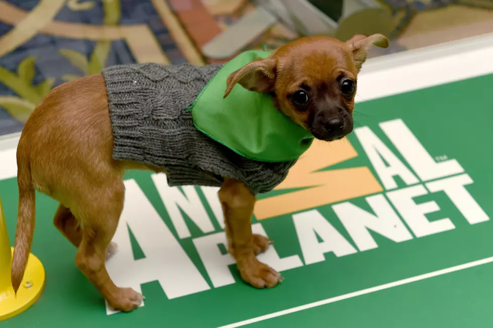 Minnesota Puppy Named MVP of the 2025 Puppy Bowl