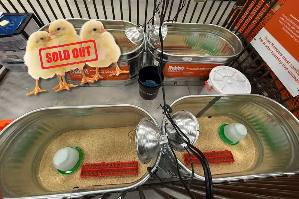 Minnesota Egg Apocalypse Sparks Chick Frenzy
