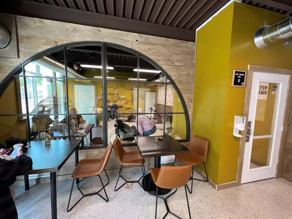 This Cozy Minnesota Cat Café Was Just Named #6 in America