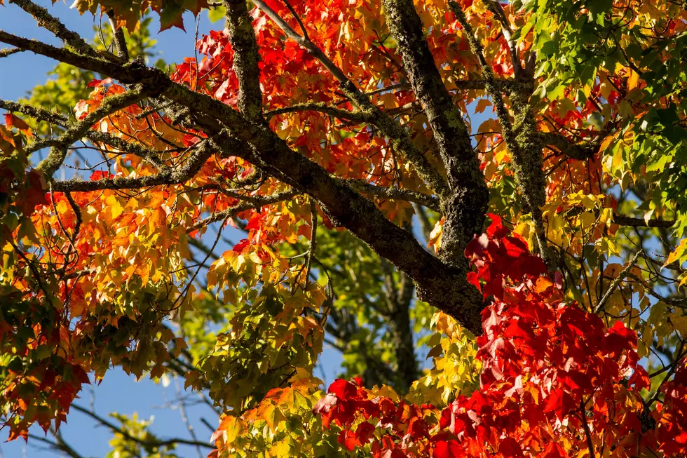 Minnesota DNR Shares Official Fall Colors Outlook For 2025
